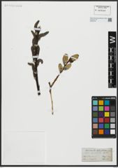 Foto von Salix acutifolia Willd.